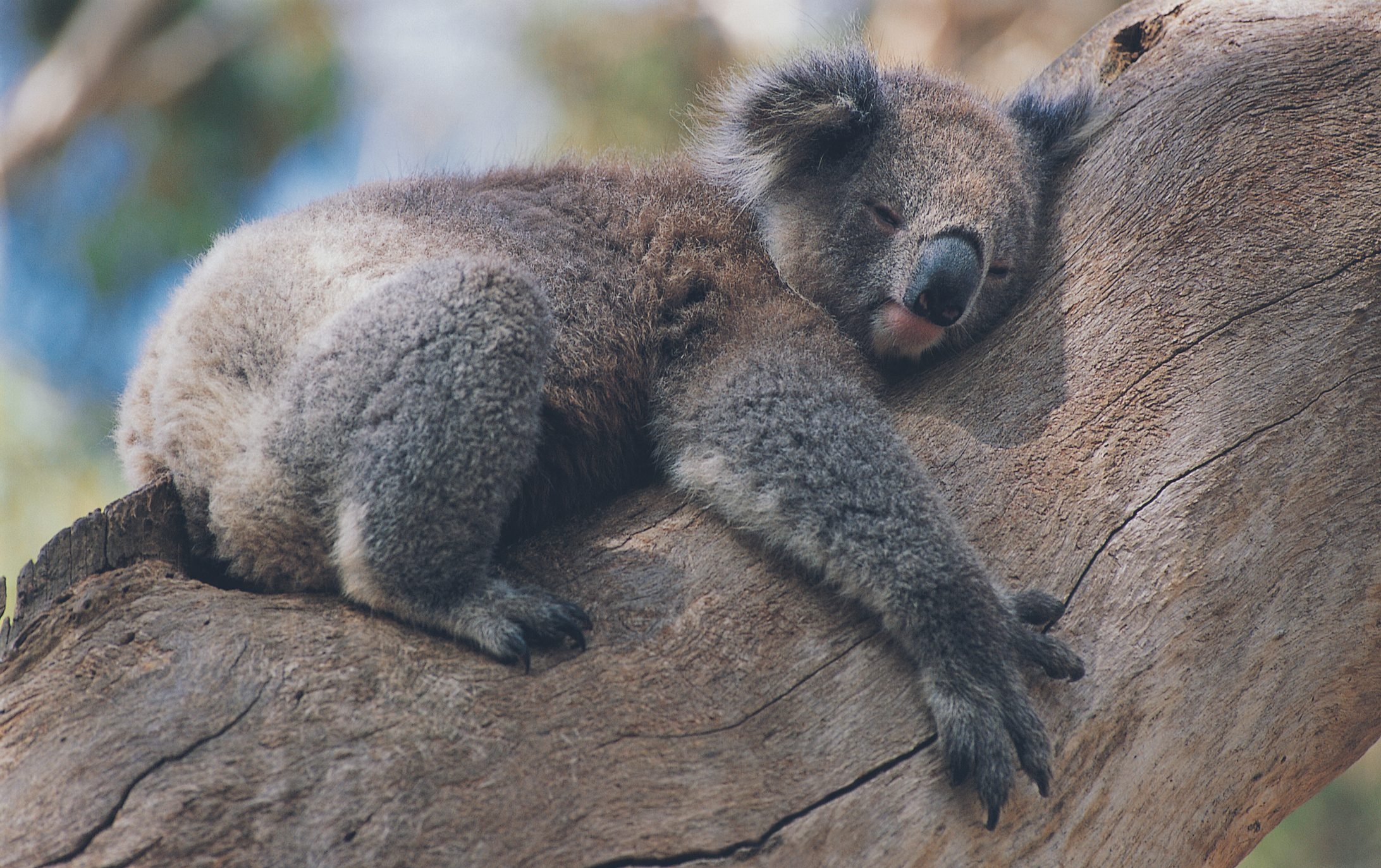 Сколько спят коалы. Коала. Коала фото. Мишка коала.