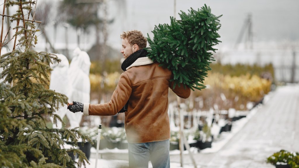 За сколько дней покупать елку: эксперты назвали лучшее время
