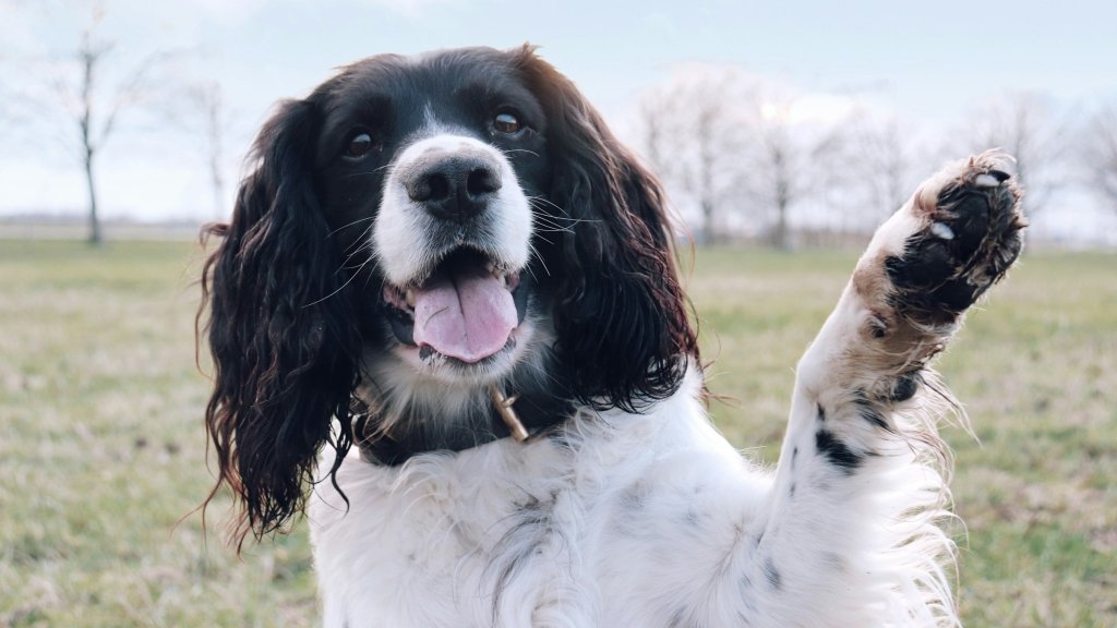 Собака кладет лапу на вас? Это не просто милый жест – есть 4 причины