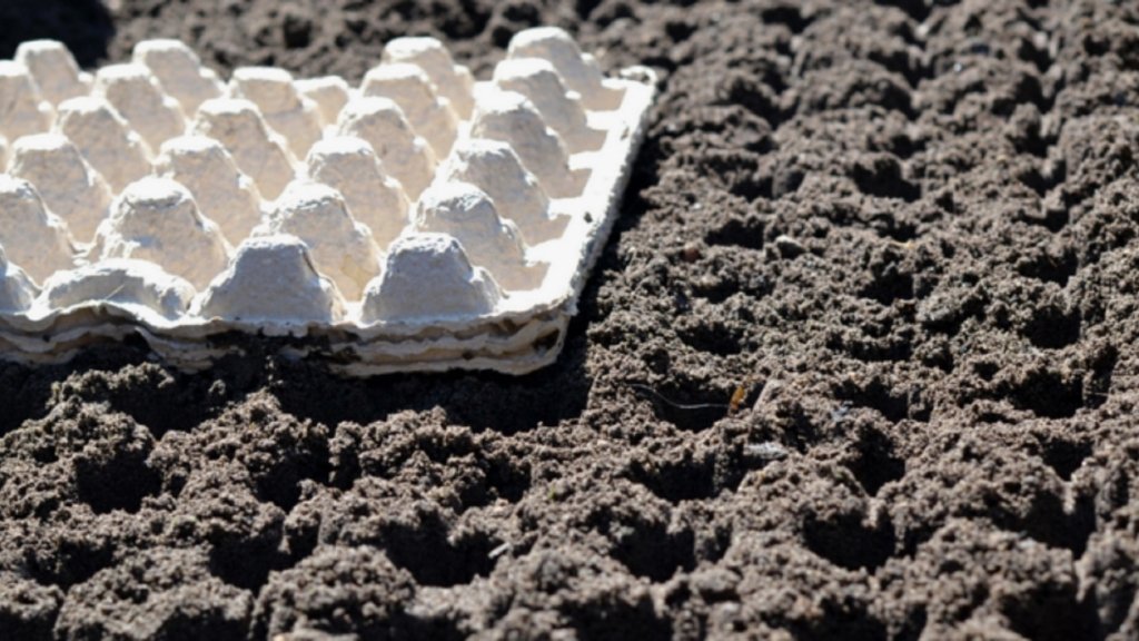 Крутая экономия "на ровном месте": лотки из-под яиц — настоящее сокровище на огороде