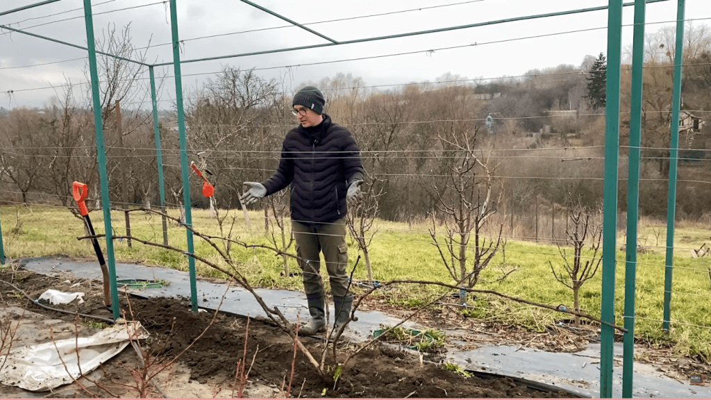 Щоб не втратити врожай винограду, зробіть це негайно: садівник нагадав про важливу процедуру (ВІДЕО)