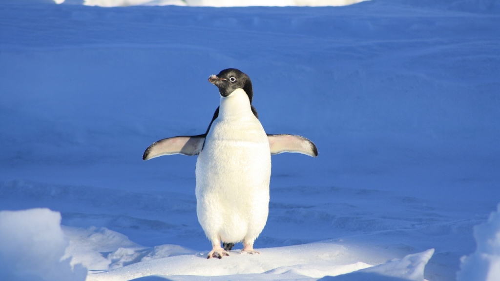 Всемирный день пингвинов 2024: забавные фотографии для вашего настроения (ФОТО)