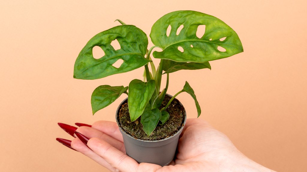 Ваша спальня в зоні ризику: ці 6 вазонів "виживають" чоловіків з дому