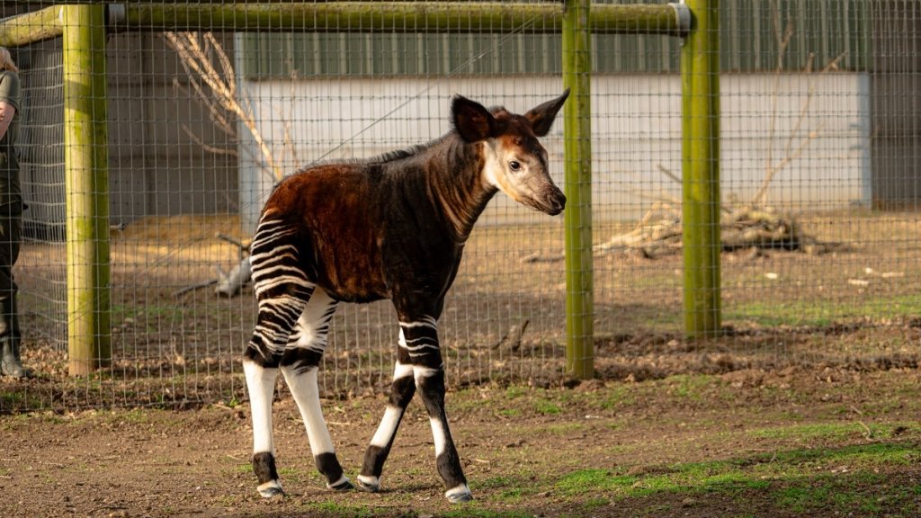 У британському зоопарку вперше показали малюка окапі: рідкісна тварина народилася ще взимку