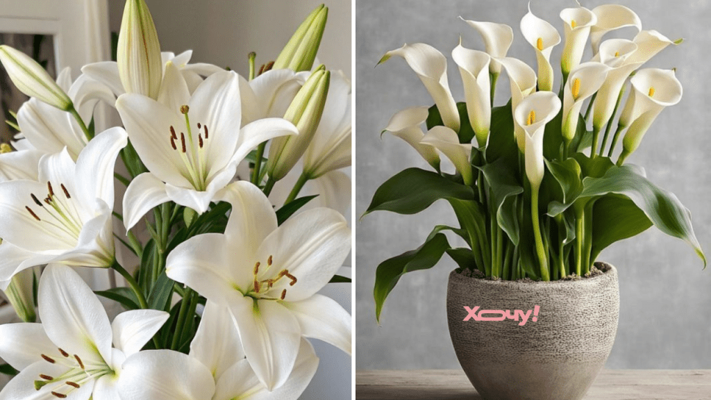 Будут ссоры и слезы — вот какие вазоны и цветы не стоит держать дома, потому что они притягивают негатив