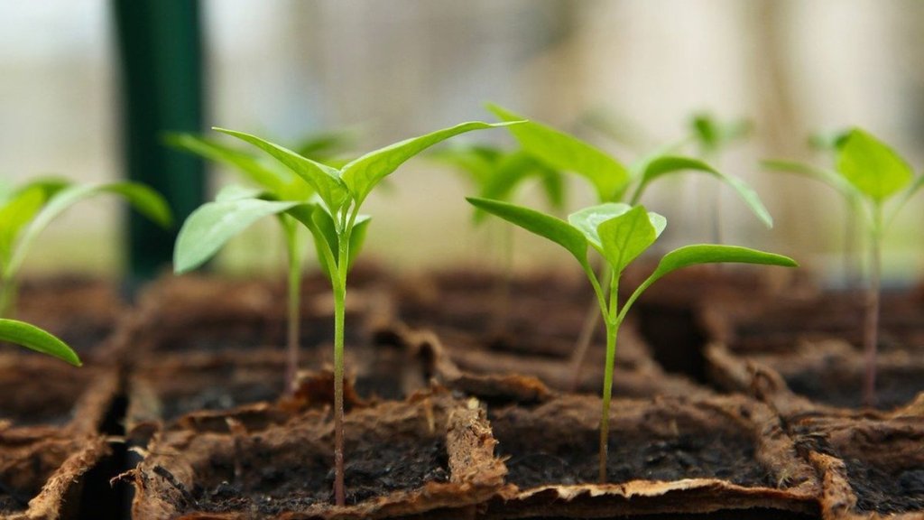 Посеете в эти дни – будете иметь шикарный урожай: календарь огородника на январь 2026 года