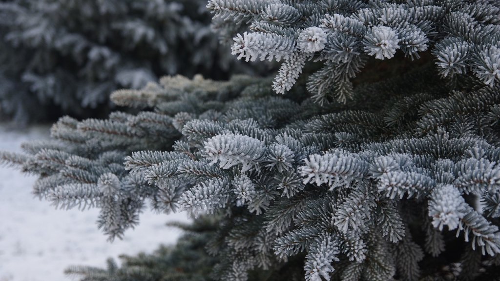 Мало кто знает детали: чем отличаются сосна, ялица и ель и что ставить на Новый год