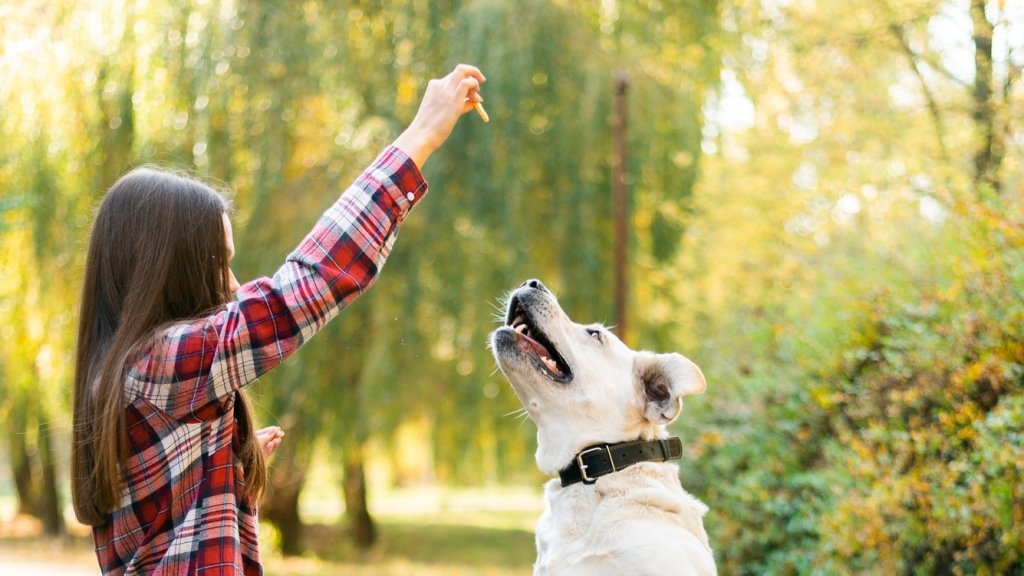 Більше ніяких бурхливих "привітів": один жест, який змусить собаку перестати стрибати на вас та гостей (ВІДЕО)