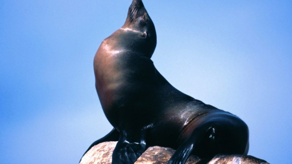 Милые хищники планеты: подборка фото и интересных фактов о жизни тюленей в дикой природе