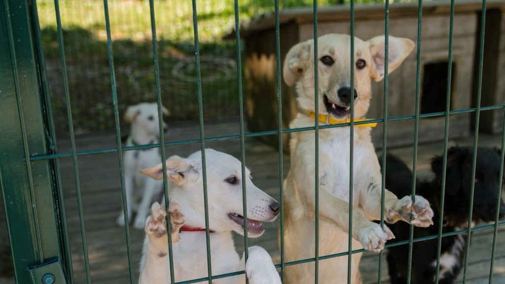 Мифы о миллионах и государственной помощи: как на самом деле выживают крупнейшие приюты Украины во время войны. ЭКСКЛЮЗИВ