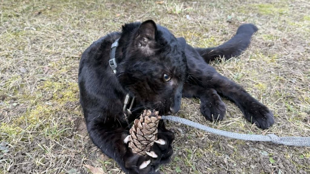 Мировая сенсация под Киевом: в парке "XII Месяцев" родился уникальный черный леопард (ФОТО)