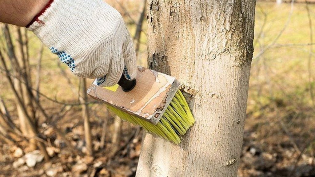 Успейте опрыскать этим сад к зиме: деревья оживут почти сразу