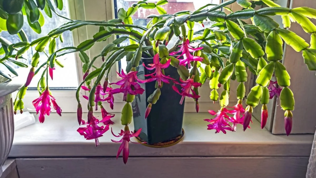 Одна чайна ложка в декабрист - і він буде цвісти довго і пишно: добриво, що “викликає” квіти