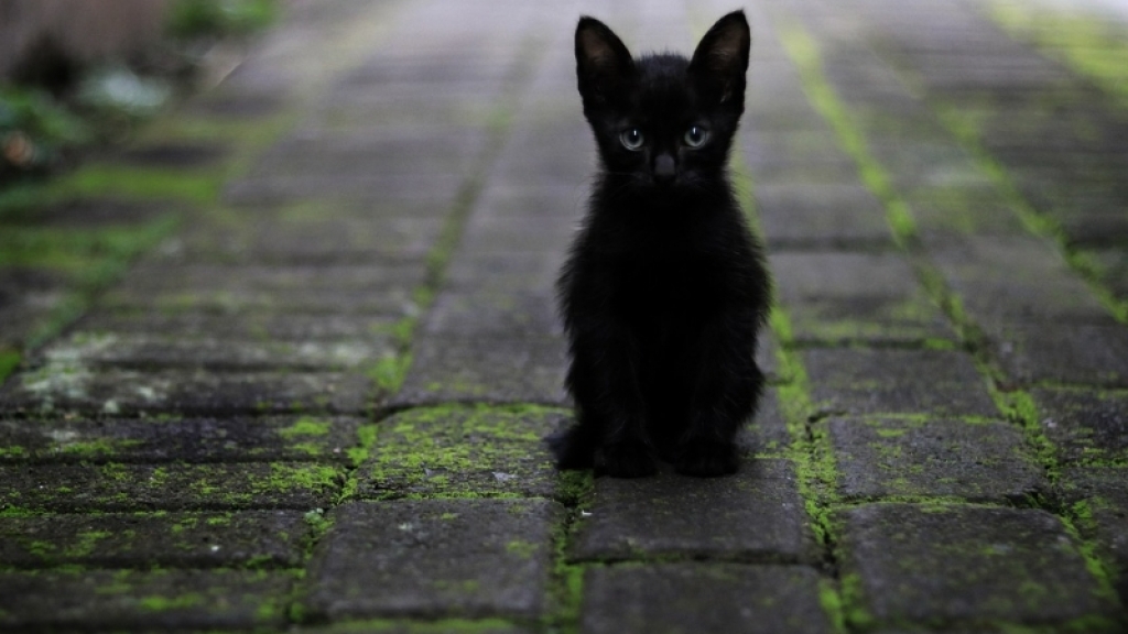 День кота в Европе: самые милые фотографии котиков-муркотиков (ФОТО)