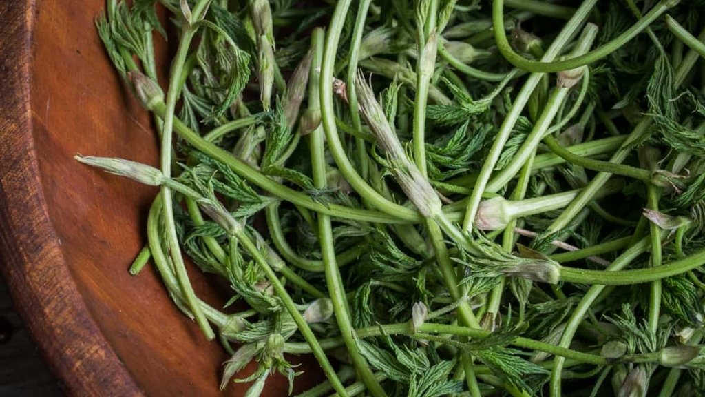 Новая спаржа: самый дорогой в мире овощ растет в Украине, как сорняк (ФОТО, ВИДЕО)