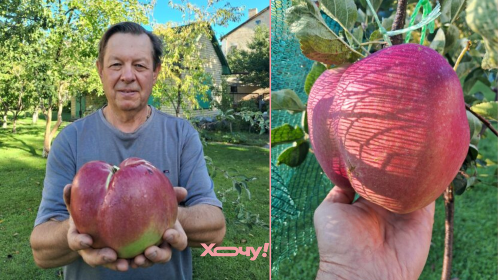 В Украине вырастили самое большое яблоко: как выглядит фруктовый гигант (ФОТО)
