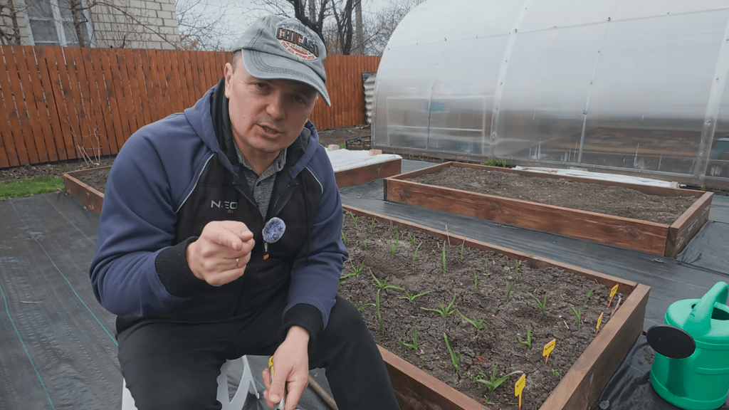 Дві столові ложки - і часник моментально піде в ріст: садівник розкрив секретне підживлення (ВІДЕО)