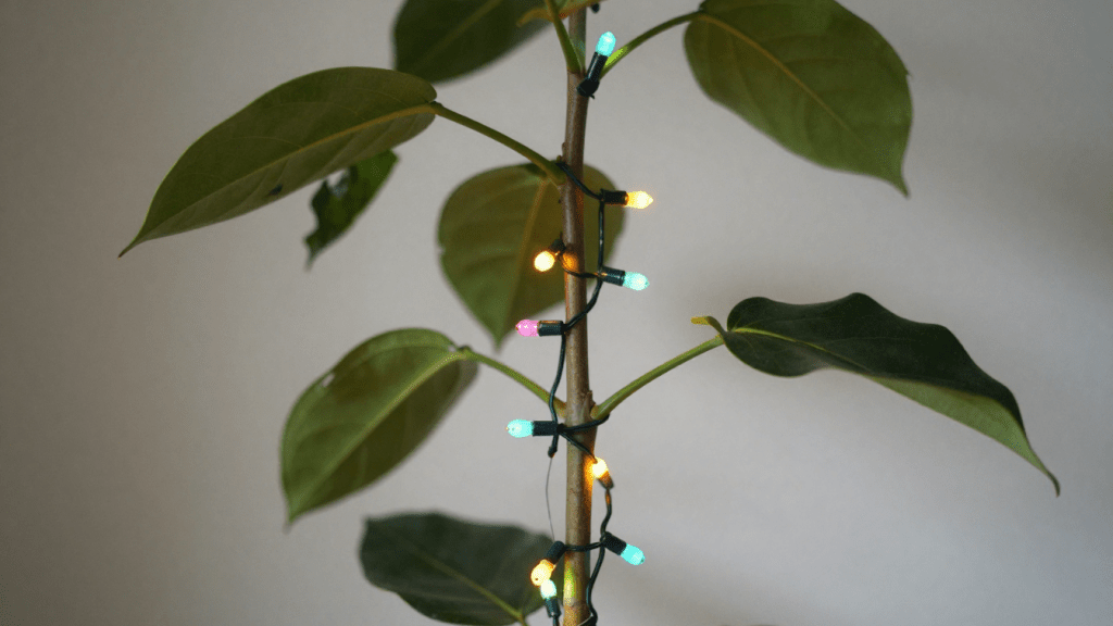 З них вийдуть найкращі “ялинки”: три кімнатні фікуси, які можна прикрасити до Різдва