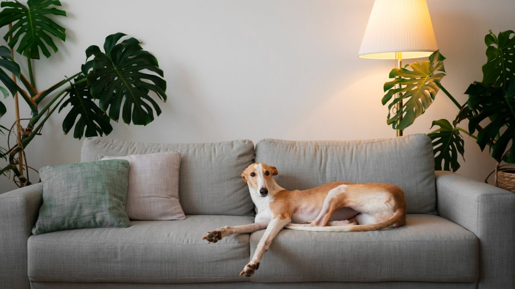 Собака на диване: да или нет? Отвечает кинолог