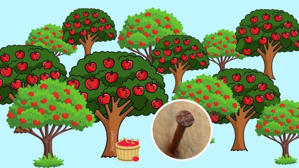 Навіщо у яблуню вбивають цвяхи: старий-добрий метод для дуже "впертих" дерев