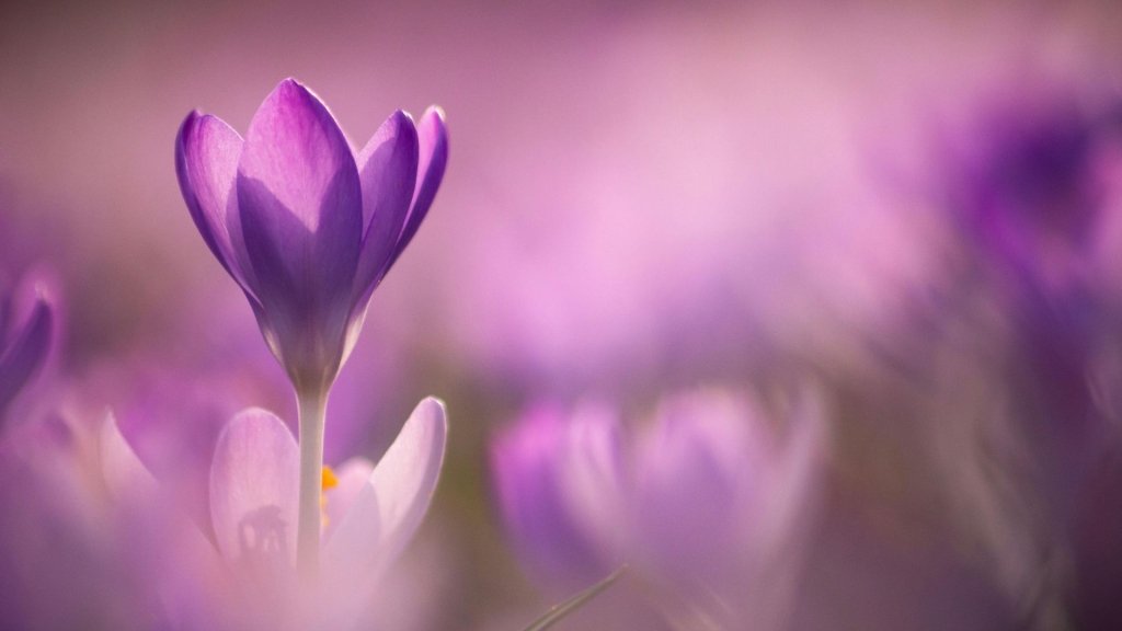 На сколько процентов вы — "весна"? Выберите цветок и получите неожиданное предсказание