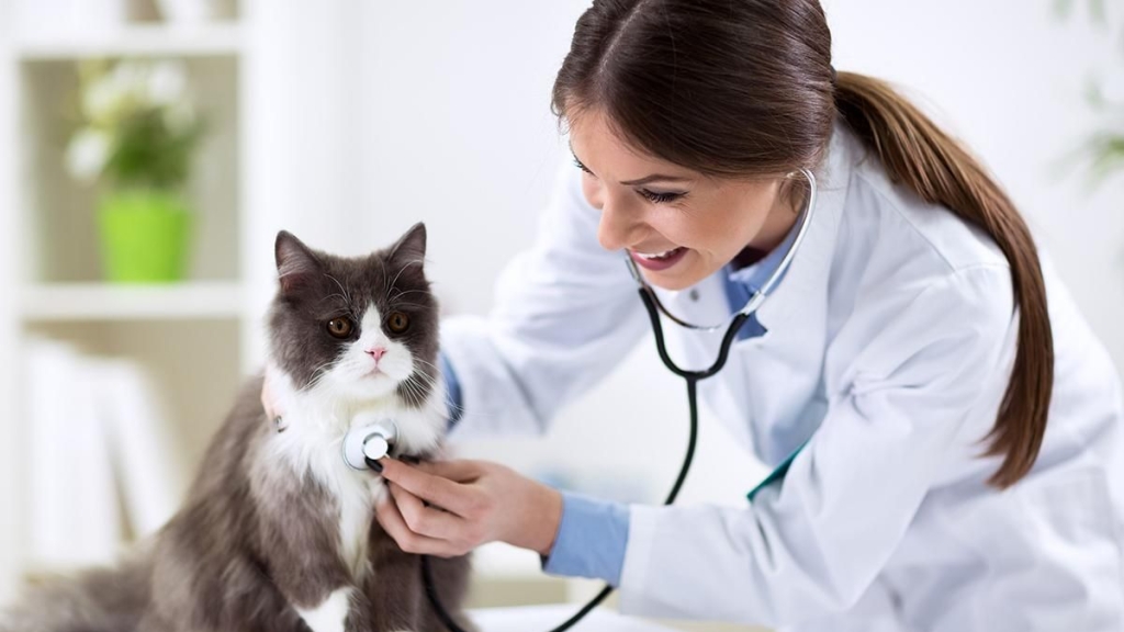 Как сделать визит котика в клинику комфортным: советы ветеринаров, которые стоит взять на заметку
