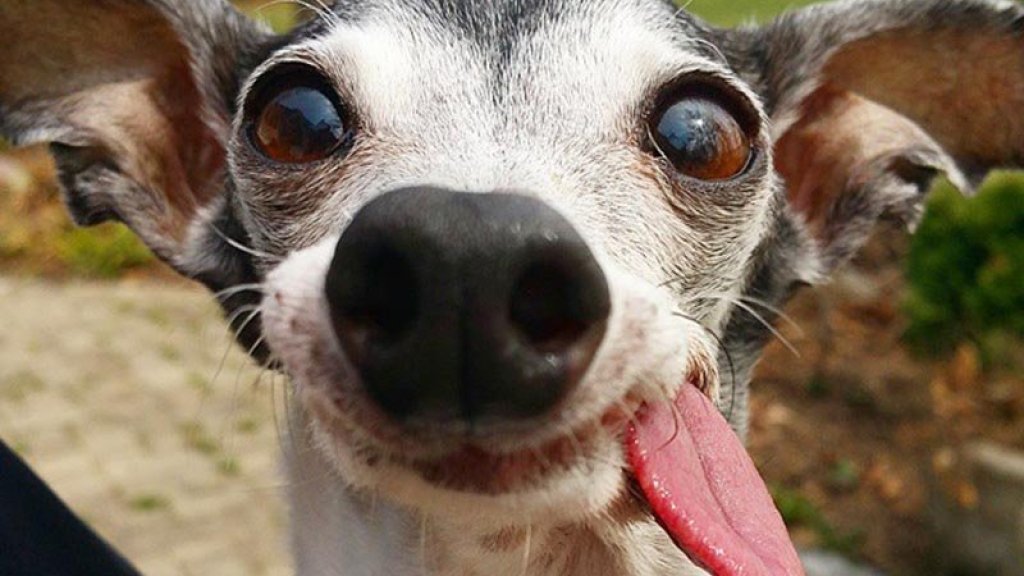 Никакого мнения в глазах, только чистое счастье: эти забавные псы заставят вас улыбнуться