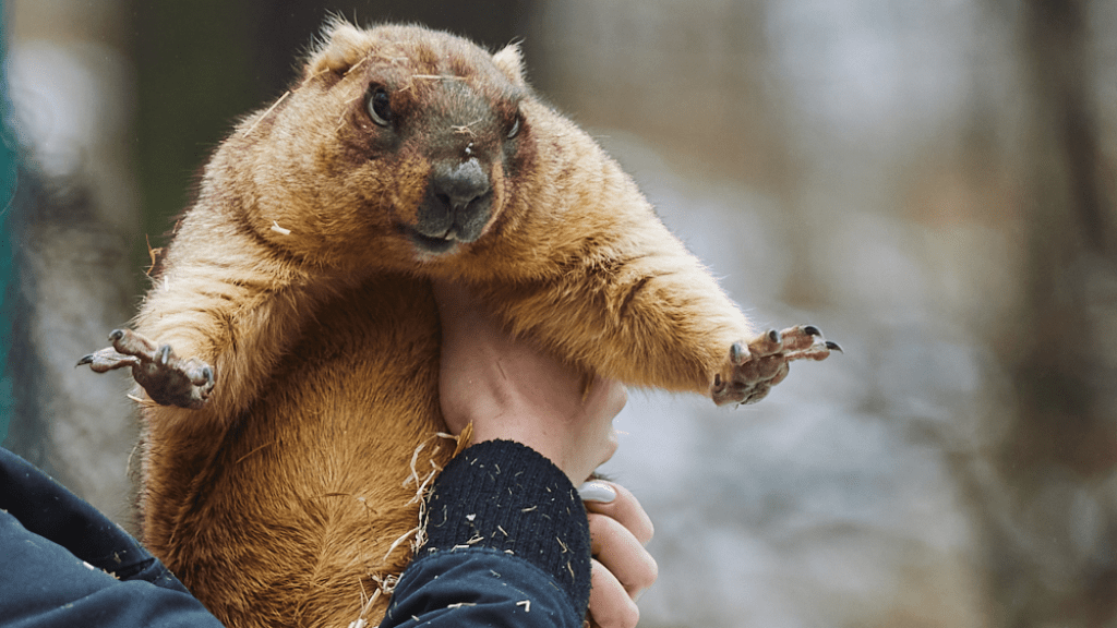 Сурок Тимко снова дал прогноз: когда в Украине ждать весну в 2026 году