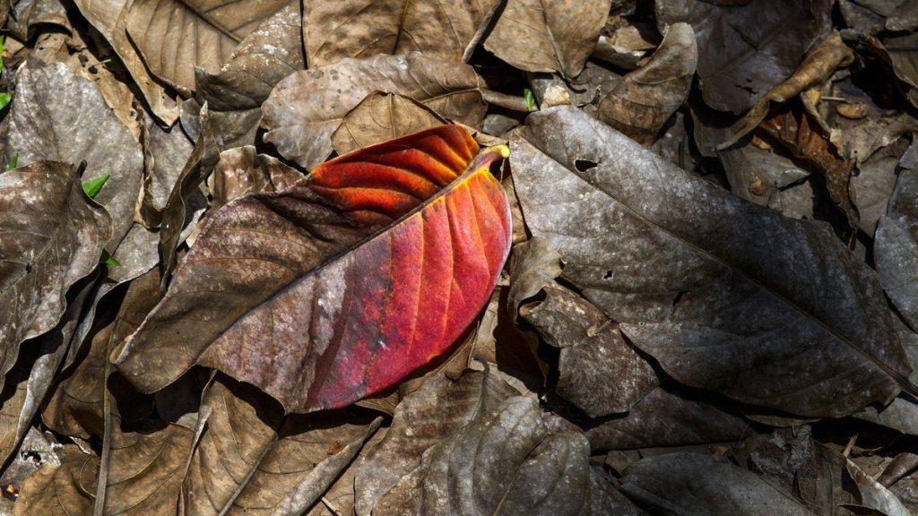 Эти остатки нельзя выбрасывать на огород: ошибка будет стоить вам урожая