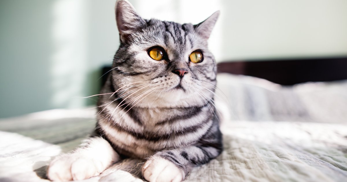 Как часто надо обрабатывать кота от блох - ответ ветеринара