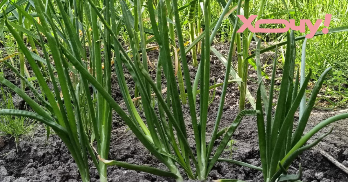 Как вырастить лук без стрелок - почему лук выпускает стрелку - Hochu.ua