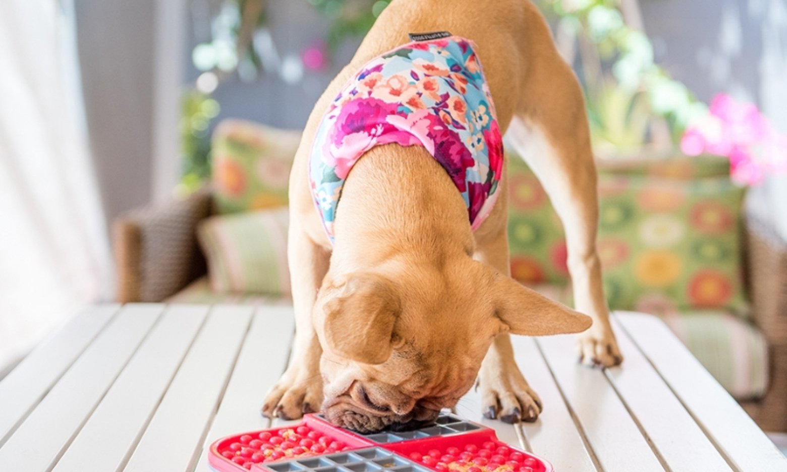 Лизательный коврик - что это, для чего он и как правильно его ...