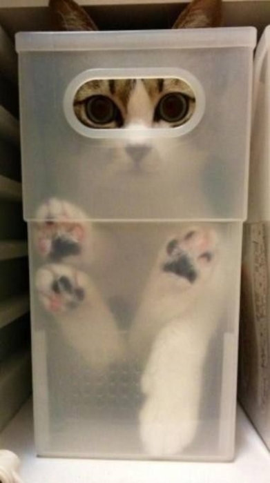 10 котів, які сховалися занадто добре! (ФОТО) - фото №13