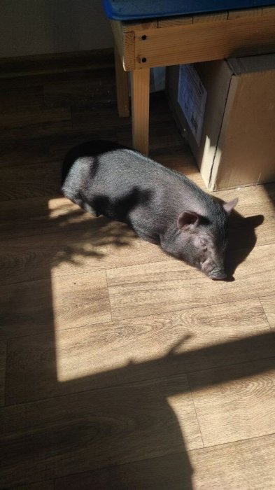 на Буковине кабан живет в доме