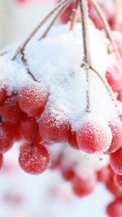 Заставки на телефон зима — красиві зимові пейзажі та фото для смартфона у високій якості