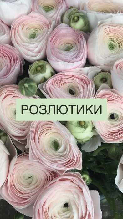 Самые популярные цветы и их "мужские" названия