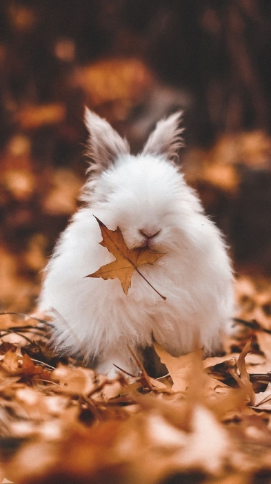 Під осіннім листям: кумедні фото тварин для гарного настрою - фото №7