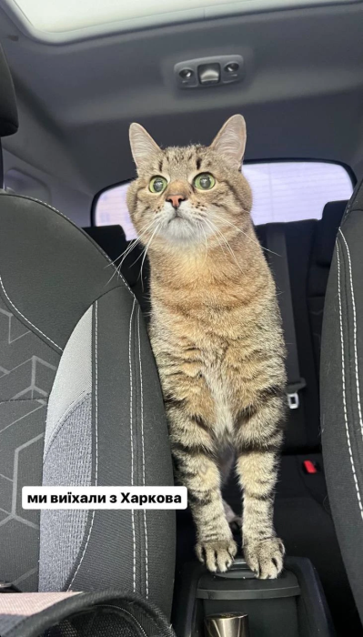 Кот Степан едет в машине, кот стоит между сиденьями и смотрится на дорогу.