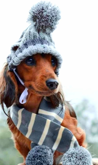 Позитивна зима: ці тварини обожнюють шапки й теплий одяг (ФОТО) - фото №19
