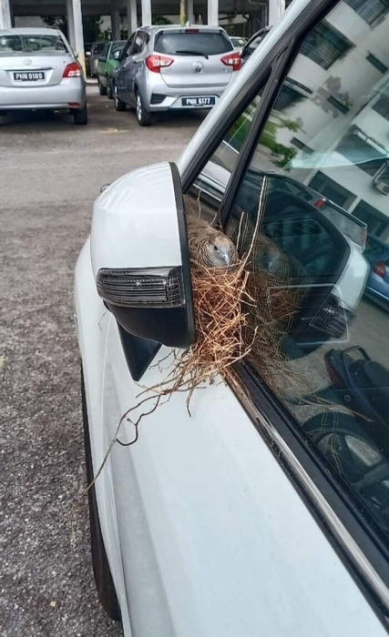 Гнездо птицы на зеркале машины