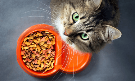 Сухий раціон для котів: плюси та мінуси в щоденному догляді
