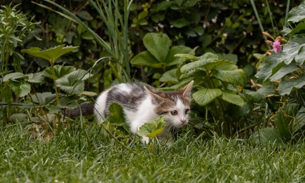 Секрет маленького хищника: почему кошки виляют задом перед нападением?