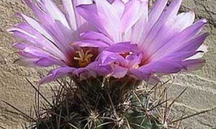 Как ухаживать за кактусами