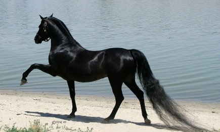 Найдавніший і найвірніший друг людини: цікаві факти та фото коней