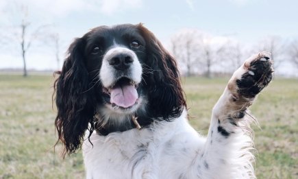 Собака кладе лапу на вас? Це не просто милий жест - є 4 причини