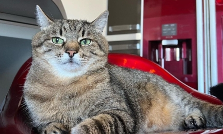 Знаменитый на весь мир кот Степан вернулся на Салтовку: "Прыгал от радости, когда оказался дома"