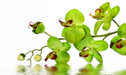 Секреты ухода за орхидеями