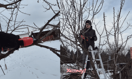 Виріжте це у абрикоси просто зараз - і вона завалить вас солодким врожаєм: важлива умова (ВІДЕО)