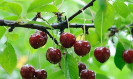 Чтобы сохранить урожай: профилактика болезни, поражающей вишни и черешни