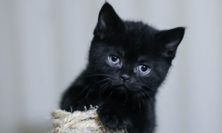 Міжнародний день чорного кота: фото найкрасивіших пухнастиків такої масті
